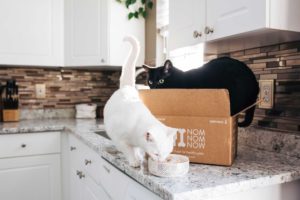 two_cats_countertop